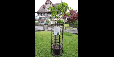 Robinie an der Neophyten-Ausstellung 2020 in Roggwil.