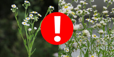 Das Einjährige Berufkraut gilt als invasive Pflanze (Neophyt)
