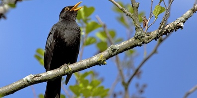 Einer der häufigsten Vögel im Garten: die Amsel.
