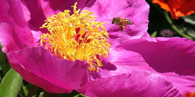 Wer Bienen schützen will, verwendet im Hausgarten keine Pestizide.