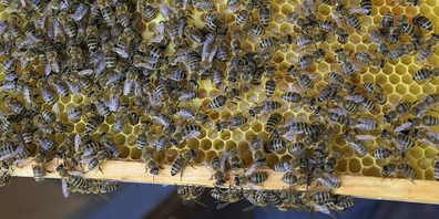 Zum Schutz der Bienen richtet Deshalb setzt sich der Imkerdachverband apisuisse zusammen mit der Zuckerbranche und IP-SUISSE für eine bienenfreundliche Produktion ein.