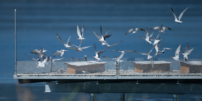 In Rapperswil-Jona wurde eine Brutplattform für gefährdete Vogelarten errichtet.