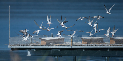 In Rapperswil-Jona wurde eine Brutplattform für gefährdete Vogelarten errichtet.