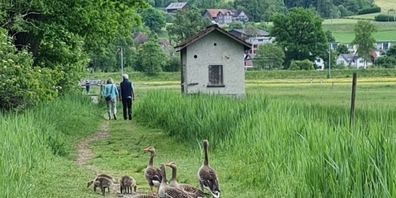 Ruhe und Natur erleben im Kaltbrunner Riet: wie hier bei einem Spaziergang – oder eben mit Qi Gong.