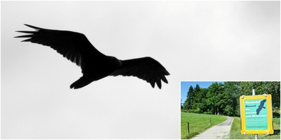In Benken verteidigt ein Raubvogel sein Brutrevier. Es ist Vorsicht geboten. (Symbolbild)