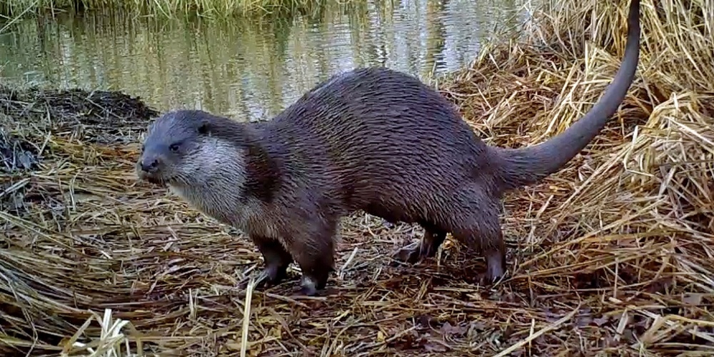Der Fischotter breitet sich entlang verschiedener Flusssysteme erneut aus.