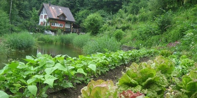 Gemüseanbau in der Hofmühle, Permakultur.