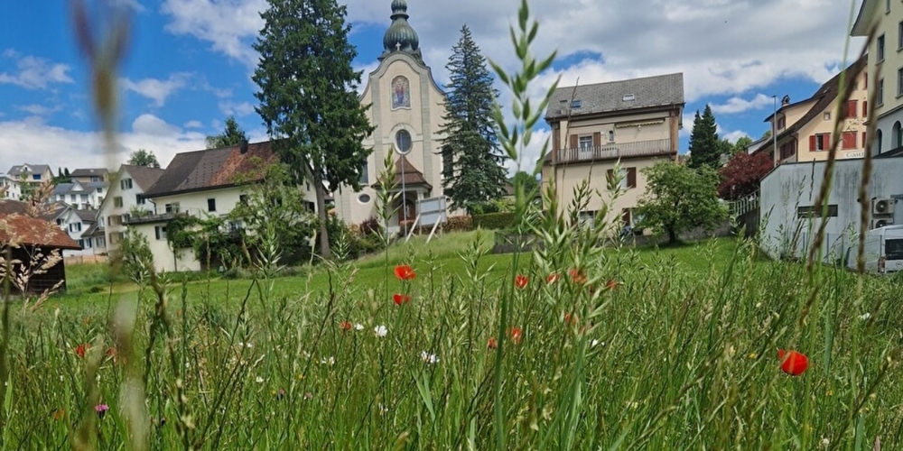 Blumenwiese am Zentrumweg, mit Blick auf die Kirche.