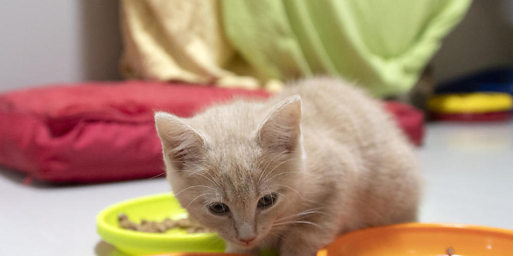 Krank oder verunfallt? Die Axa will künftig auch Katzen, Hunde, Schafe und andere Tiere versichern. (Symbolbild)