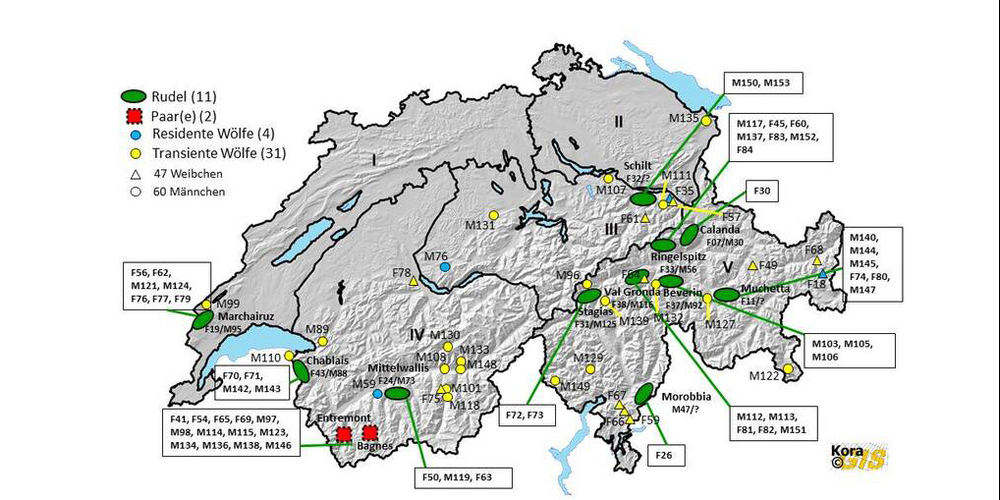 Wölfe werden mit Zahlen und Nummern erkennbar gemacht. In unserer Region hält sich M107 auf, wo er im vergangenen Jahr zwei Schafe verletzt und getötet hat. Dies konnte dem Wolfsrüden aufgrund DNA-Analysen zugeordnet werden. Grafik zvg