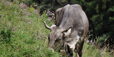 Eine Hornkuh in einer artenreichen Weide.