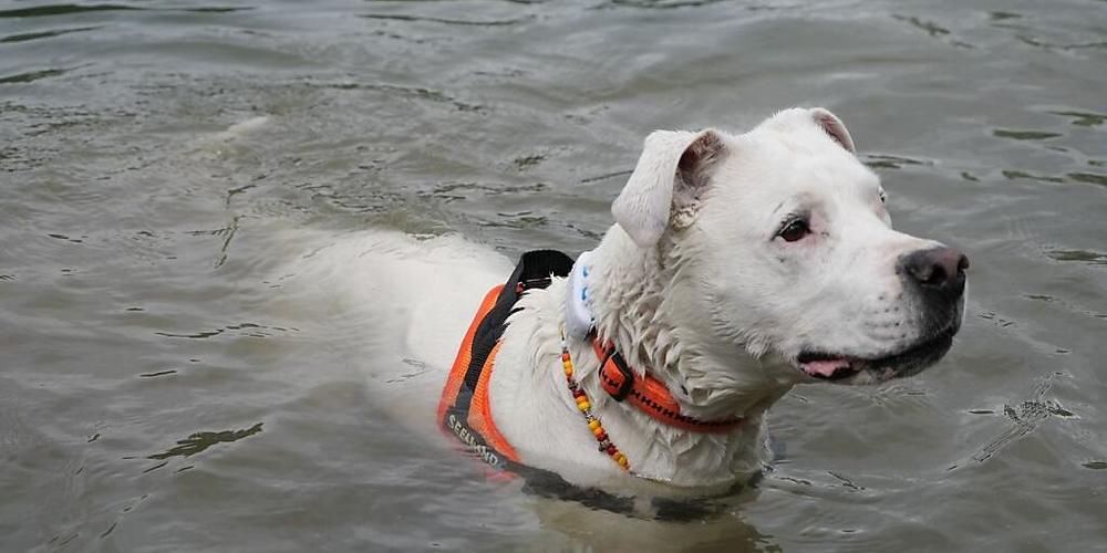 Nicht nur für den Schlüsselbund: Auch Hunde lassen sich mit Trackern ausrüsten.