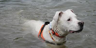Nicht nur für den Schlüsselbund: Auch Hunde lassen sich mit Trackern ausrüsten.
