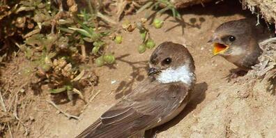 Sie finden immer weniger Lebensraum: Uferschwalbe beim Füttern eines Jungvogels.