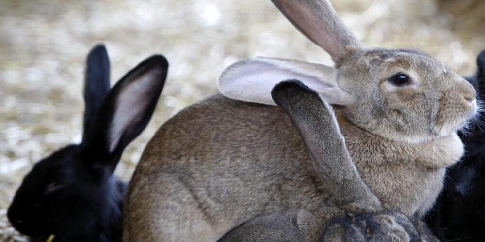 Staatsanwaltschaft-bestraft-zwei-Tierqu-ler