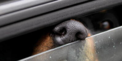 Hunde sollten bei warmen Temperaturen nicht in Autos zurückgelassen werden. (Archivbild)