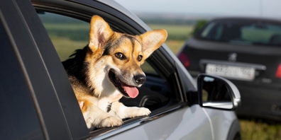 Angesichts der Hitzewelle warnt die Kantonspolizei St.Gallen Hundebesitzer/innen davor, ihre Tiere im Auto zurücklassen. (Symbolbild)