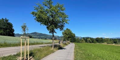 Die neuen Bäume sollen künftig Schatten spenden und zur Verbesserung des Mikroklimas beitragen.