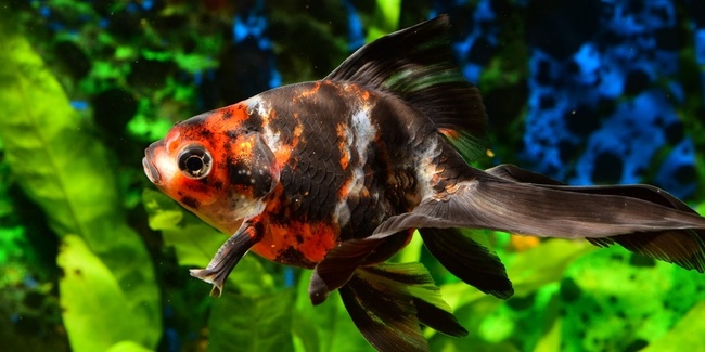 Goldfische oder andere Aquariumtiere haben nichts in unseren Gewässern zu suchen. Sie gefährden einheimische Amphibien- und Insektenarten – oder sie verenden.