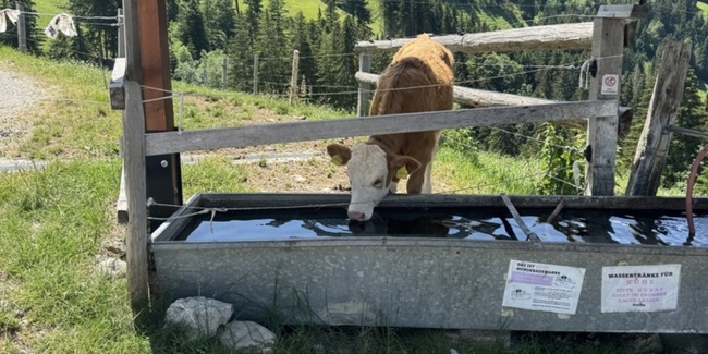 Bei hohen Temperaturen kann der Wasserbedarf einer Kuh auf bis zu 250 Liter täglich steigen. 