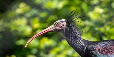 Der Waldrapp war bis vor 400 Jahren weit verbreitet - heute gilt er als einer der seltensten Vögel überhaupt. Dank Auswilderungserfolgen trifft man ihn mittlerweile auch in der Schweiz wieder an.