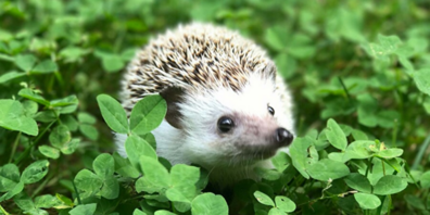 Gefährdeter Gartenbewohner: Igel sind auf naturnahe Lebensräume und sichere Rückzugsorte angewiesen.