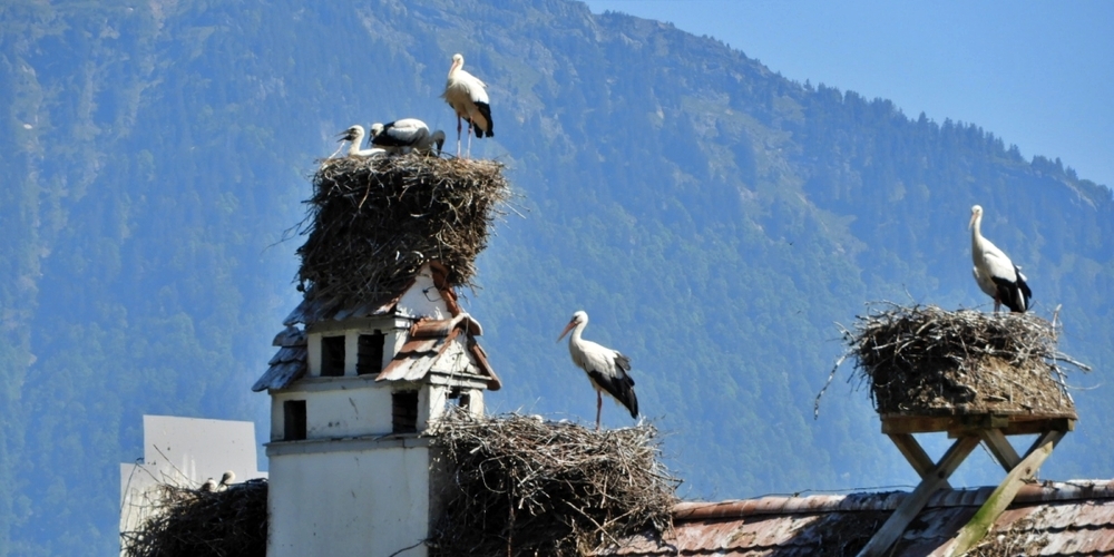 Seit 1965 wurde der Storch zu einem Wahrzeichen von Uznach.