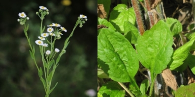 Der hohe Blütenstand mit mehreren Blüten zeigt, dass es sich nicht um ein Gänseblümchen handelt, sondern um das Einjährige Berufkraut.