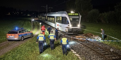Der Regionalzug Richtung Bütschwil überfuhr fünf Rinder, die von der Wiese ausbrachen.