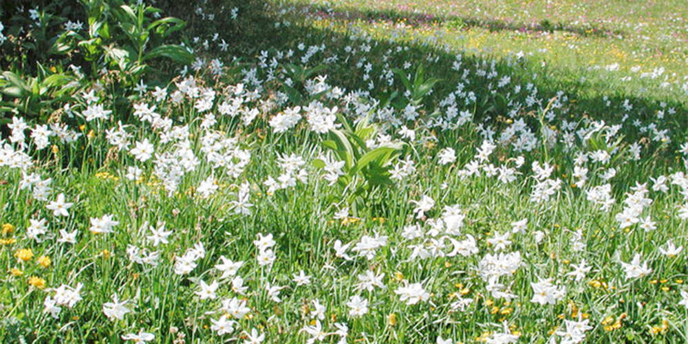 In Seewis blühen wieder die Narzissen. 