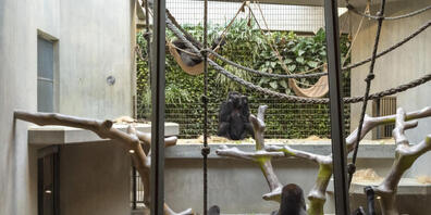 Die Gorillagruppe im Zoo Basel verliert ein Mitglied: Mobali musste eingeschläfert werden. (Archivbild)