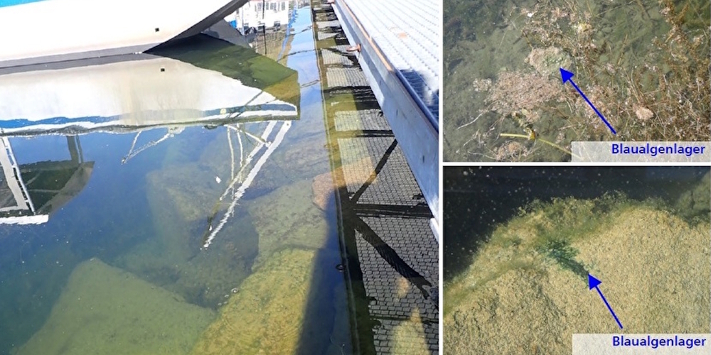 Am Oberseeufer in Schmerikon wurden bei einer Begehung am 10. Juli 2026 nur geringe Mengen an Blaualgen nachgewiesen.