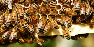 Während der warme Frühling den Bienen reichlich Nahrung bot, setzt ihnen die Sommerhitze zunehmend zu. 