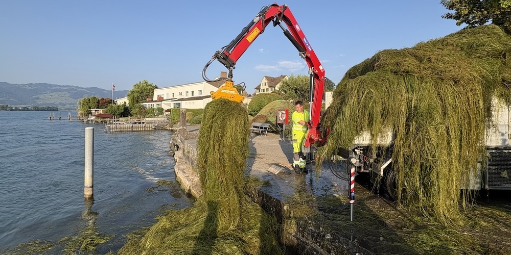 Tonnenweise Seegras vor der Badi und im Hafen Bollingen.