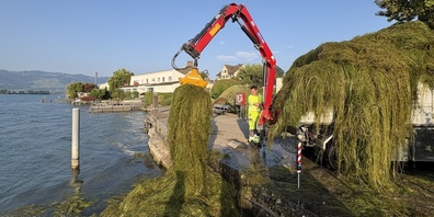 Tonnenweise Seegras vor der Badi und im Hafen Bollingen.