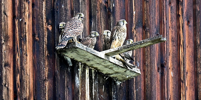 Die Turmfalken-Familie beim Einflugloch am Stall.