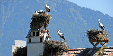Über den Dächern von Uznach thronen die Störche.