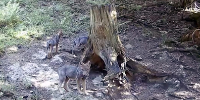 Hier tappten drei der fünf Wolfswelpen in die Fotofalle.