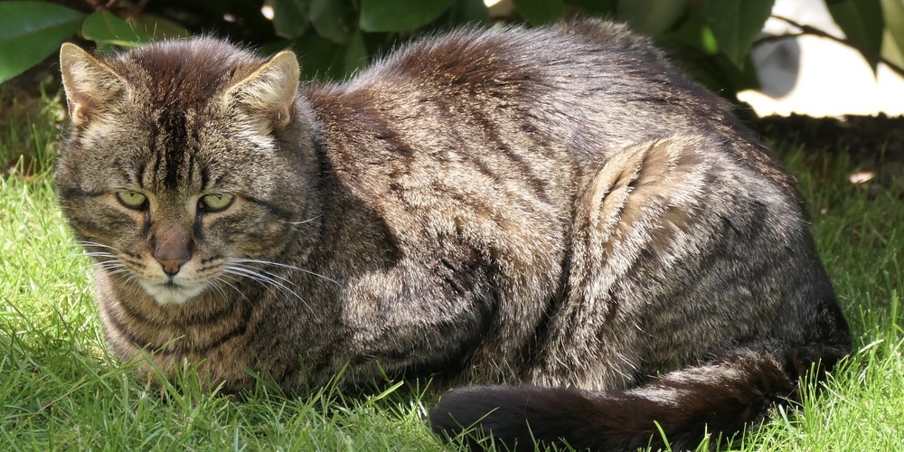 «Cool Cat» ist unauffindbar. Aber vielleicht wissen unsere Leser ja mehr...