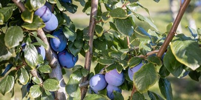 Frisch geerntet und saftig überzeugen die blau-violetten Früchte derzeit mit bester Qualität und süss-säuerlichem Aroma.