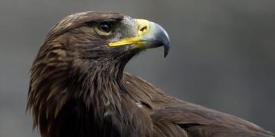 Besserer Schutz von Steinadlern: Die majestätischen Greifvögel werden oft Opfer von Bleivergiftungen. (Archivbild)
