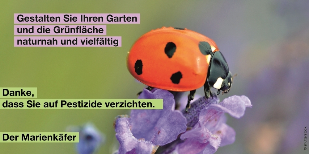 Auszug aus einem der Kampagnenbilder gegen Pestizide, hier mit einem «dankbaren» Marienkäfer.