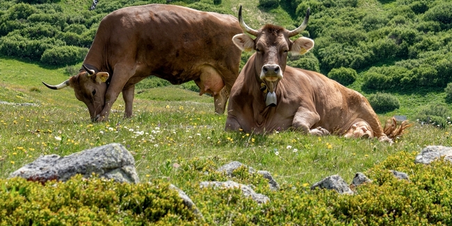 Ein 64-jähriger Mann wurde auf einem Wanderweg in Flumserberg plötzlich von einer Mutterkuhherde angegriffen und erheblich verletzt. (Symbolbild)