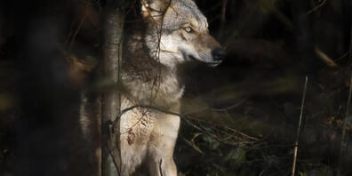 Bei Hütten ist ein Wolf unterwegs. (Symbolbild)
