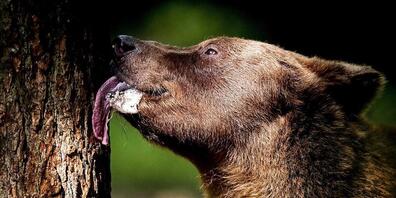 Der grösste Braunbär Europas ist bei einer Jagd in Rumänien erschossen worden. (Symbolbild)