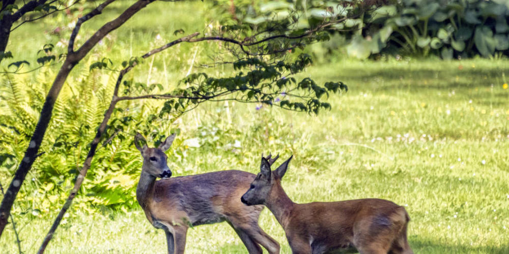 Wildtiere nehmen Blau als Warnfarbe wahr. Mit blau-weissen Weidenetzen soll verhindert werden, dass sie sich darin verfangen. (Symbolbild)