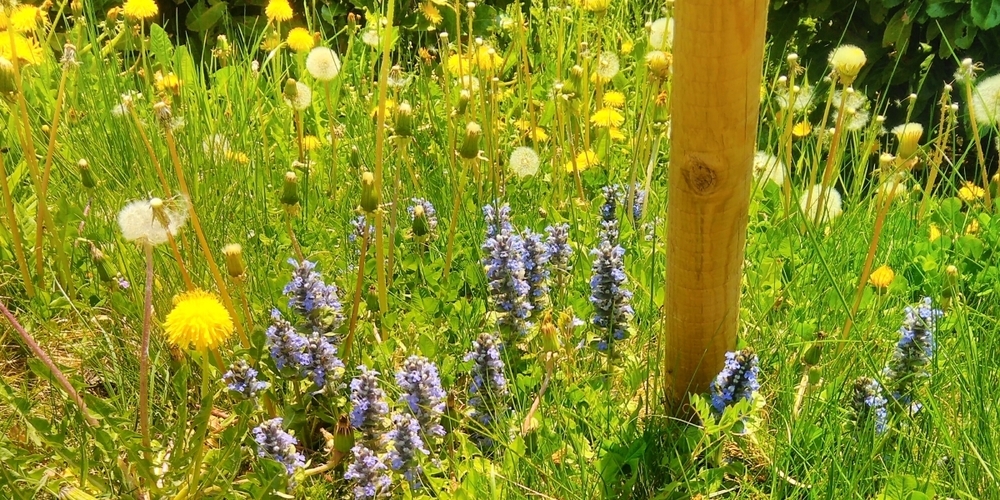 Die Vielfalt des eigenen Naturgartens lädt immer wieder zum Entdecken ein.