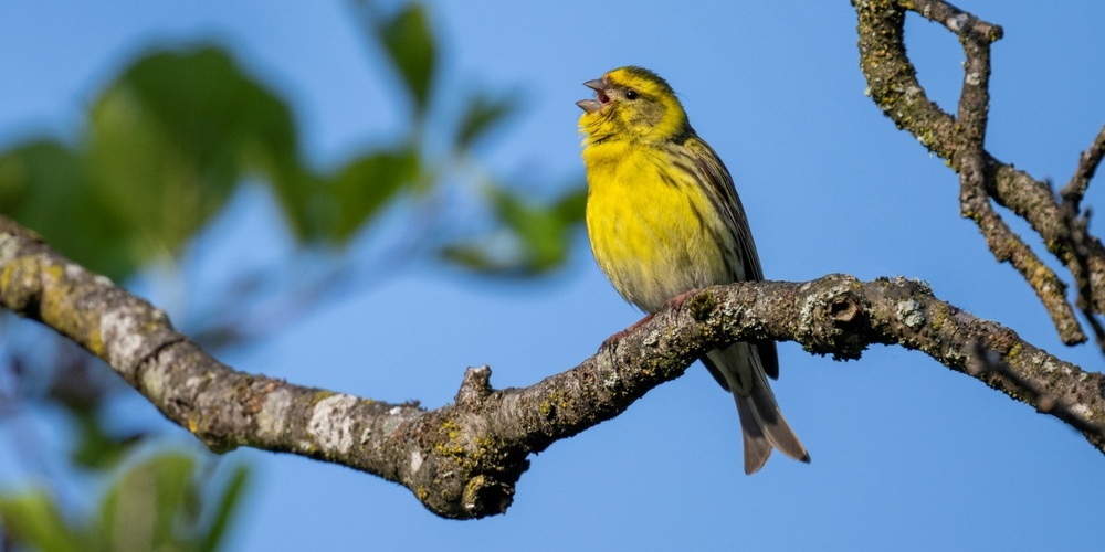 Mit bird-song.ch kann der Gesang des Girlitzes und vieler weiterer Arten geübt werden.