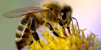 Wegen des nasskalten Frühlings konnten die Bienen kaum ausfliegen, waren gestresst. 