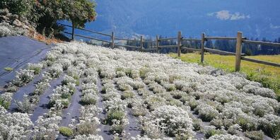 Edelweiss (Plantage eines Lieferanten der Parsenn Produkte AG)  und Swissness haben es den Chinesen angetan.